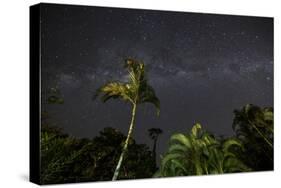 The Milky Way Above Tropical Trees and Foliage of the Atlantic Rainforest, at Night-Alex Saberi-Stretched Canvas