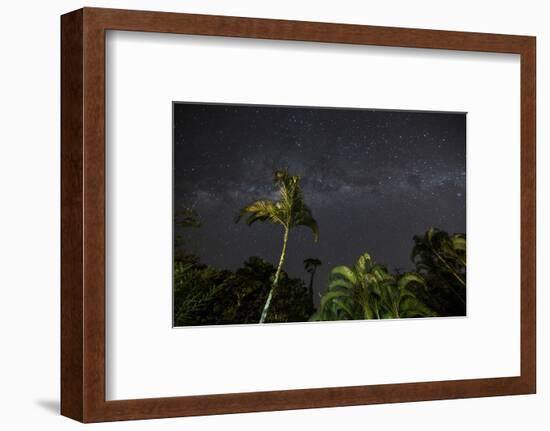 The Milky Way Above Tropical Trees and Foliage of the Atlantic Rainforest, at Night-Alex Saberi-Framed Photographic Print