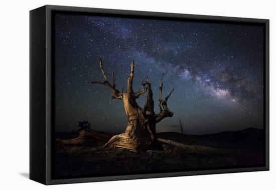 The Milky Way and a Dead Bristlecone Pine Tree in the White Mountains, California-null-Framed Stretched Canvas