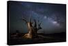 The Milky Way and a Dead Bristlecone Pine Tree in the White Mountains, California-null-Stretched Canvas