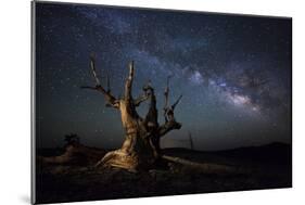 The Milky Way and a Dead Bristlecone Pine Tree in the White Mountains, California-null-Mounted Photographic Print