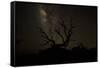 The Milky Way Silhouettes a Gnarly Tree on Mauna Kea Volcano in Hawaii-Erik Kruthoff-Framed Stretched Canvas