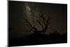 The Milky Way Silhouettes a Gnarly Tree on Mauna Kea Volcano in Hawaii-Erik Kruthoff-Mounted Photographic Print