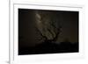 The Milky Way Silhouettes a Gnarly Tree on Mauna Kea Volcano in Hawaii-Erik Kruthoff-Framed Photographic Print