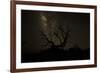 The Milky Way Silhouettes a Gnarly Tree on Mauna Kea Volcano in Hawaii-Erik Kruthoff-Framed Photographic Print