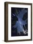 The Milkyway above Sequioa National Park-Jon Hicks-Framed Photographic Print