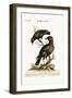 The Minor or Mino, Greater and Less, 1749-73-George Edwards-Framed Giclee Print