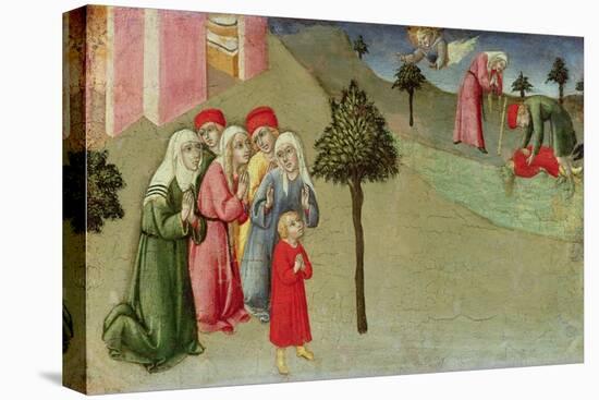The Miracle of San Bernardino-Sano di Pietro-Stretched Canvas