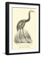 The Moa, Dinornis-null-Framed Giclee Print