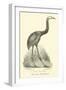 The Moa, Dinornis-null-Framed Giclee Print