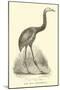 The Moa, Dinornis-null-Mounted Giclee Print