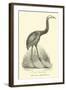 The Moa, Dinornis-null-Framed Giclee Print