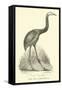 The Moa, Dinornis-null-Framed Stretched Canvas