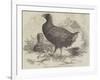 The Moho; Or, Notornis Mantelli, from New Zealand-null-Framed Giclee Print