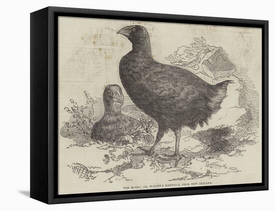 The Moho; Or, Notornis Mantelli, from New Zealand-null-Framed Stretched Canvas