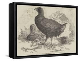 The Moho; Or, Notornis Mantelli, from New Zealand-null-Framed Stretched Canvas