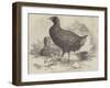 The Moho; Or, Notornis Mantelli, from New Zealand-null-Framed Giclee Print