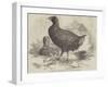 The Moho; Or, Notornis Mantelli, from New Zealand-null-Framed Giclee Print