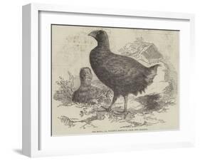 The Moho; Or, Notornis Mantelli, from New Zealand-null-Framed Giclee Print