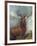 The Monarch of the Glen-William Widgery-Framed Giclee Print