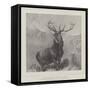 The Monarch of the Glen-Edwin Landseer-Framed Stretched Canvas