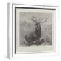 The Monarch of the Glen-Edwin Landseer-Framed Giclee Print