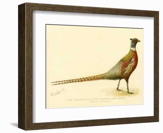 The Mongolian or Ring-Necked Pheasant-null-Framed Giclee Print