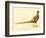 The Mongolian or Ring-Necked Pheasant-null-Framed Giclee Print