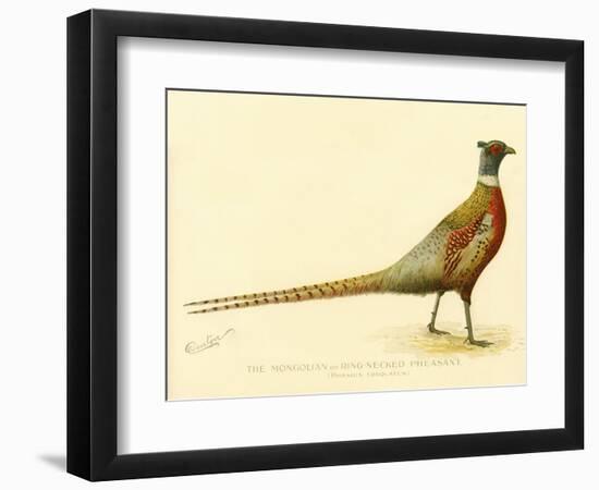 The Mongolian or Ring-Necked Pheasant-null-Framed Giclee Print