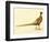 The Mongolian or Ring-Necked Pheasant-null-Framed Giclee Print