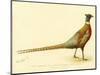 The Mongolian or Ring-Necked Pheasant-null-Mounted Giclee Print