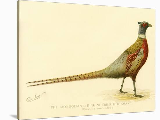 The Mongolian or Ring-Necked Pheasant-null-Stretched Canvas