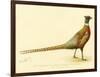 The Mongolian or Ring-Necked Pheasant-null-Framed Giclee Print