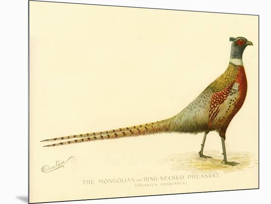 The Mongolian or Ring-Necked Pheasant-null-Mounted Giclee Print