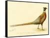 The Mongolian or Ring-Necked Pheasant-null-Framed Stretched Canvas