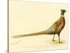 The Mongolian or Ring-Necked Pheasant-null-Stretched Canvas