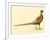 The Mongolian or Ring-Necked Pheasant-null-Framed Giclee Print