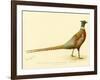 The Mongolian or Ring-Necked Pheasant-null-Framed Giclee Print