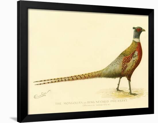 The Mongolian or Ring-Necked Pheasant-null-Framed Giclee Print