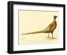 The Mongolian or Ring-Necked Pheasant-null-Framed Premium Giclee Print