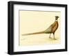 The Mongolian or Ring-Necked Pheasant-null-Framed Premium Giclee Print