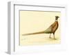 The Mongolian or Ring-Necked Pheasant-null-Framed Premium Giclee Print