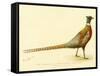 The Mongolian or Ring-Necked Pheasant-null-Framed Stretched Canvas