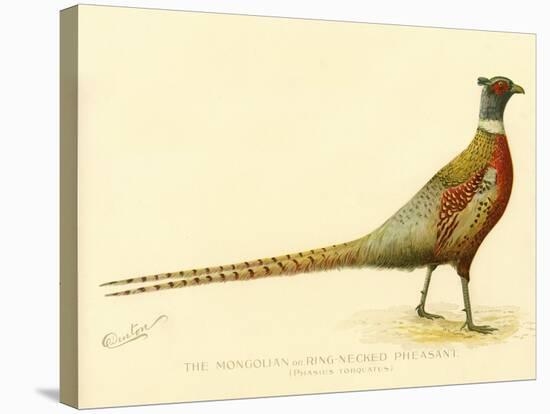 The Mongolian or Ring-Necked Pheasant-null-Stretched Canvas