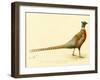 The Mongolian or Ring-Necked Pheasant-null-Framed Giclee Print