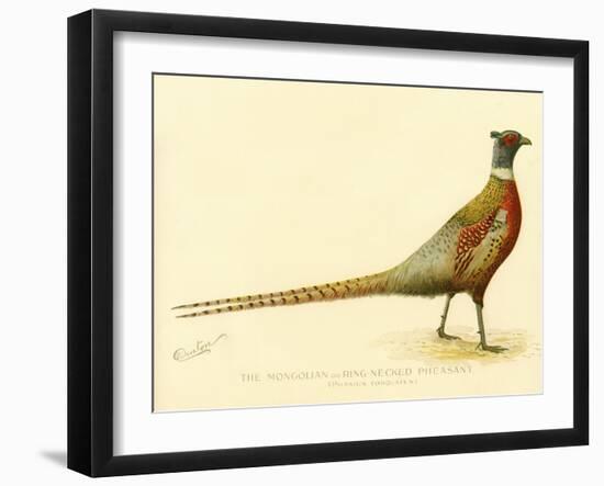 The Mongolian or Ring-Necked Pheasant-null-Framed Giclee Print