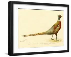 The Mongolian or Ring-Necked Pheasant-null-Framed Giclee Print