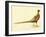 The Mongolian or Ring-Necked Pheasant-null-Framed Giclee Print