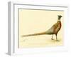 The Mongolian or Ring-Necked Pheasant-null-Framed Giclee Print