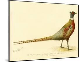 The Mongolian or Ring-Necked Pheasant-null-Mounted Giclee Print